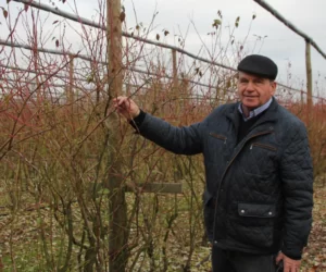 kubota i borówki