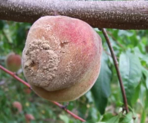 Brunatna zgnilizna drzew pestkowych atakuje