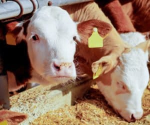 Jak finansowo zabezpieczyć hodowlę bydła opasowego?