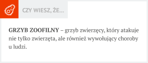 grzybica u bydła