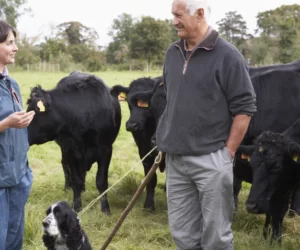 Hodowla bydła mięsnego a&nbsp;doradztwo w&nbsp;zakresie chowu