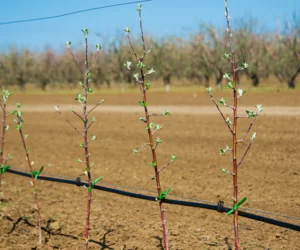 Sadzenie drzewek owocowych: najważniejsze zasady