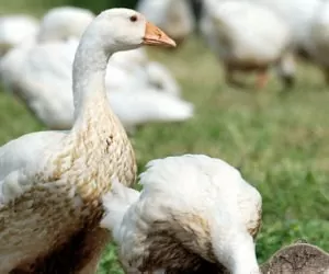 Żywienie gęsi rzeźnych: wykorzystaj kiszonki z&nbsp;kukurydzy!