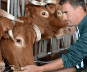 Grupy producenckie: czy hodowcy bydła mięsnego powinni się zrzeszać?