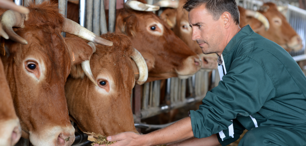 Grupy producenckie: czy hodowcy bydła mięsnego powinni się zrzeszać?