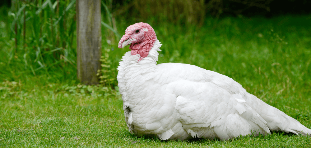 Ptasia grypa nie daje za wygraną: jest 4&nbsp;i&nbsp;5&nbsp;ognisko!