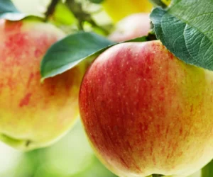 Miodówki – jak je zwalczać?