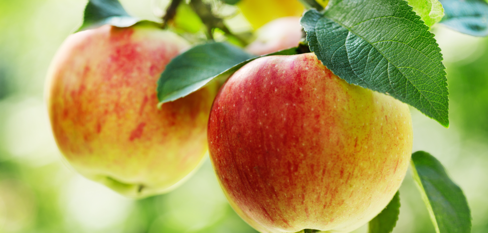 Czym zwalczać parch jabłoni?