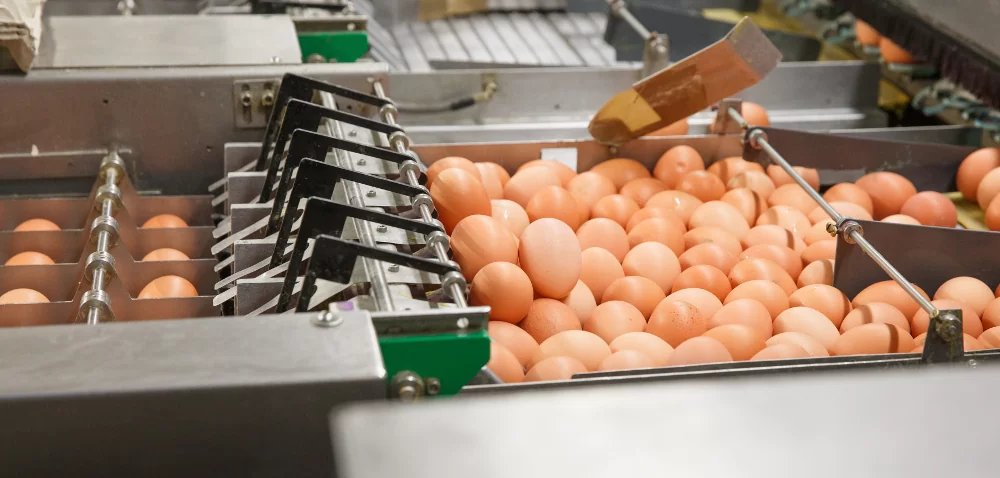 Ceny jajek 2020 przed Świętami Wielkiej Nocy – sprawdź!