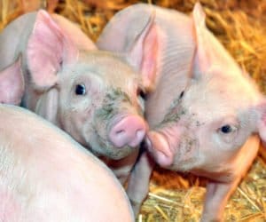 Kiedy należy wykonać kastrację prosiąt?