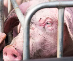 Choroba Glassera: jakie są jej objawy?