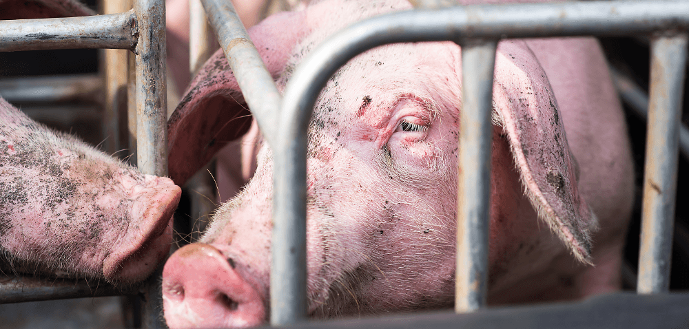 Choroba Glassera: jakie są jej objawy?