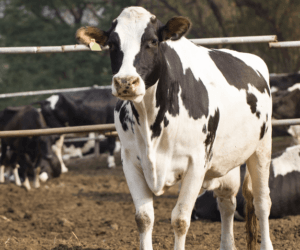 Bydło mleczne: jak dbać o&nbsp;zdrowie?