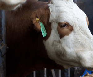 Jak żywić krowy w&nbsp;sezonie zimowym?