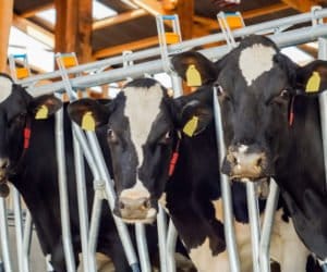 System zarządzania stadem AfiFarm: jak wspomoże hodowcę?