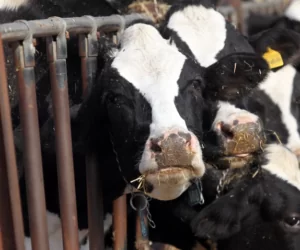 Stanowiska ściółkowe – rodzaje i&nbsp;charakterystyka