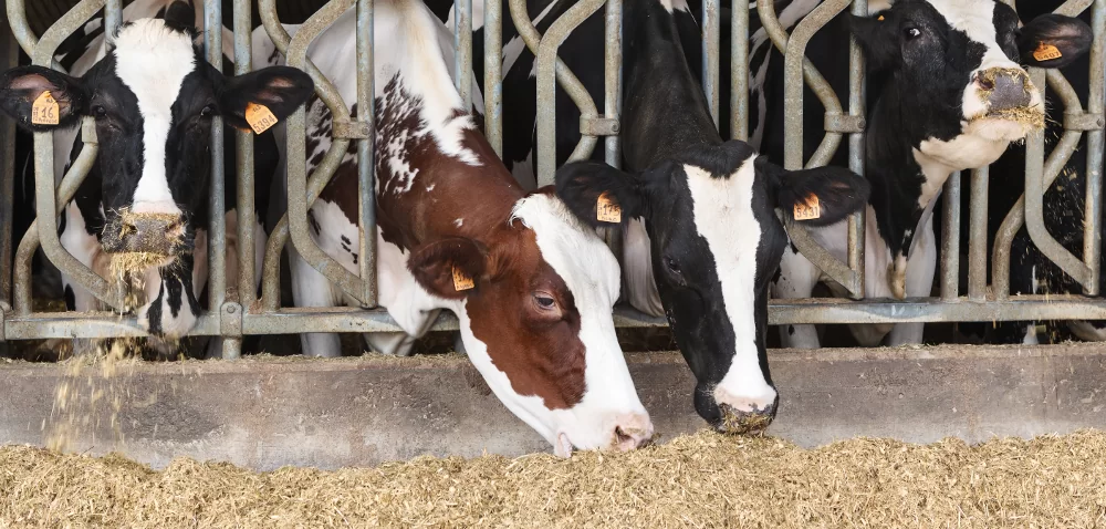 Żywienie krów mlecznych w zasuszeniu: o czym musimy pamiętać?
