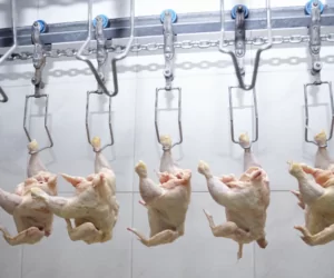 Hodowcy drobiu pod kreską [Wideo]