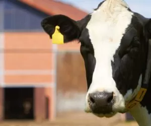 Kwasica u&nbsp;krów – objawy i&nbsp;zapobieganie