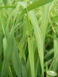 skrzypionka w zbożach