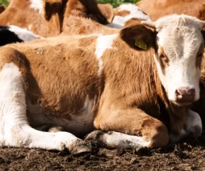 Objawy ochwatu u&nbsp;krów