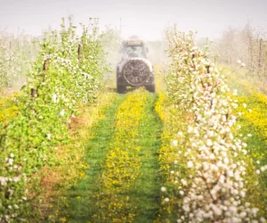 Środki ochrony roślin w&nbsp;sadach