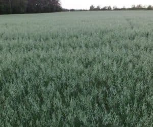 Choroba nowin: jakie są objawy?