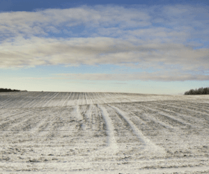 Konferencje Zimowe Syngenta: coś dobrego dla każdej uprawy!