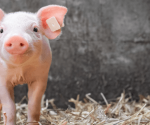 Biegunki u&nbsp;prosiąt: jak ograniczyć ich występowanie?