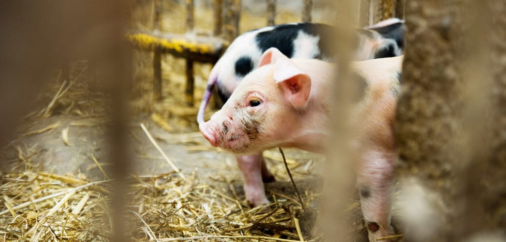 Cirkowiroza – choroba występująca u&nbsp;trzody chlewnej