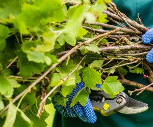 Jak perfekcyjnie przycinać krzewy?