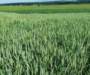 Śnieć cuchnąca pszenicy: jak zwalczać?