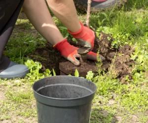 Uprawa wiśni: nawożenie i&nbsp;sadzenie drzewek