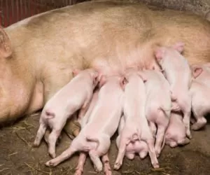 Co zrobić ze słabszymi prosiętami z&nbsp;miotu?