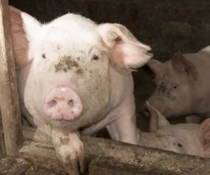 Sprzedaż tuczników na rezerwy, nie tylko konserwy!