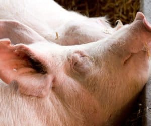 Choroba cieszyńska: objawy i&nbsp;leczenie