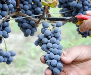 Deserowe czy winne odmiany winorośli