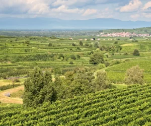 Nawożenie winorośli – jak, czym i&nbsp;kiedy?