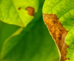 Jak zapobiegać zarazie ogniowej?