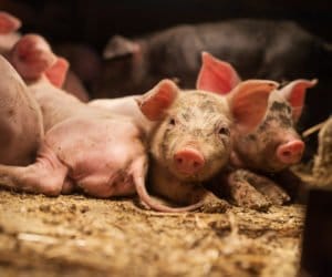 Modernizacja gospodarstw rolnych 2022 – warunki uzyskania wsparcia