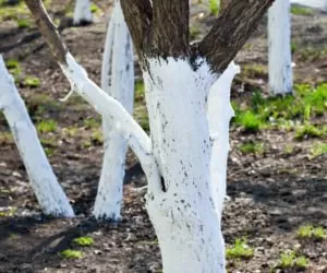 Bielenie drzewek: jak wykonać je poprawnie?