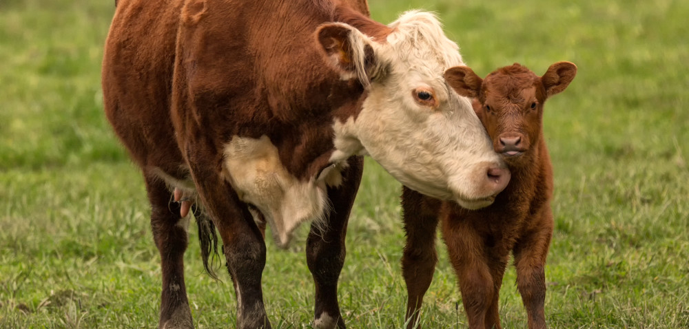Szczepienia bydła: na co szczepić cielęta i dorosłe osobniki?