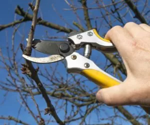 Cięcie drzewek: metodyka i&nbsp;narzędzia