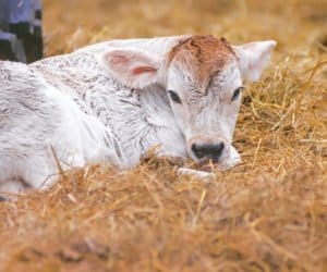 Promieniowanie bliskiej podczerwieni (NIR) wspomagające odchów cieląt