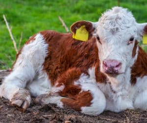 Jak leczyć biegunki u&nbsp;cieląt?