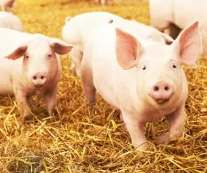 Czy głęboka ściółka w&nbsp;chlewni jest skuteczna?