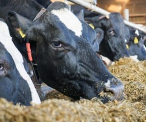 Syndrom tłustej krowy: jakie daje objawy?