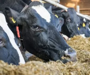 Syndrom tłustej krowy: jakie daje objawy?