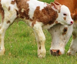 Porażenie poporodowe: jakim krowom zagraża?