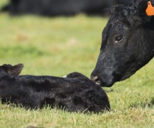 Choroba mętwikowa bydła: objawy i&nbsp;leczenie